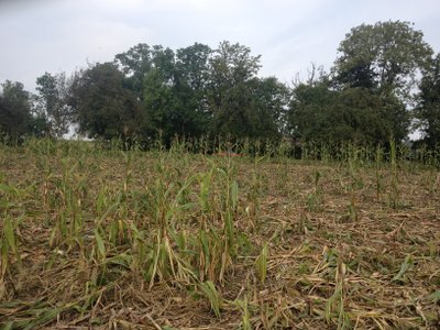 Bild von Schäden im Mais durch Wild