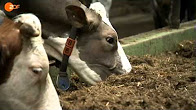 Video zu Botulismus bei Kühen, Rinder Fleisch kranker Tiere im Handel