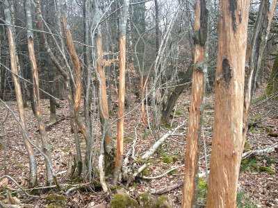 Bild von Schäden an Bäumen im Wald durch Wildverbiß