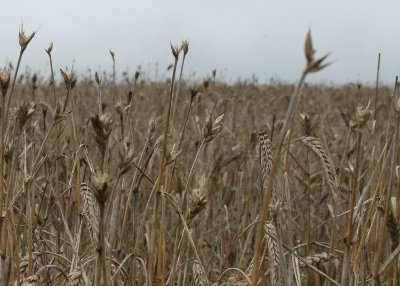 Bild von Schäden im Weizen durch Wild
